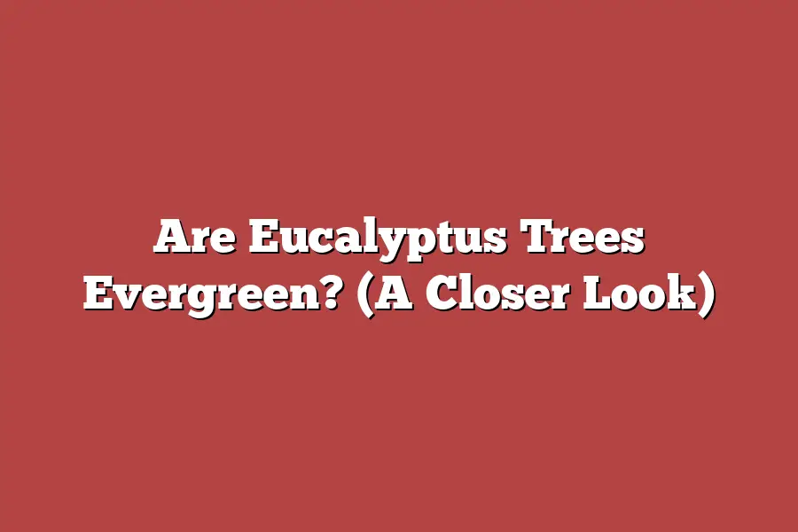 Are Eucalyptus Trees Evergreen? (A Closer Look)