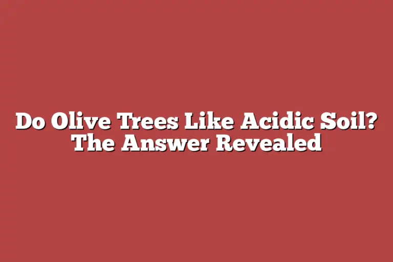 Do Olive Trees Like Acidic Soil? The Answer Revealed Tree Pursuits