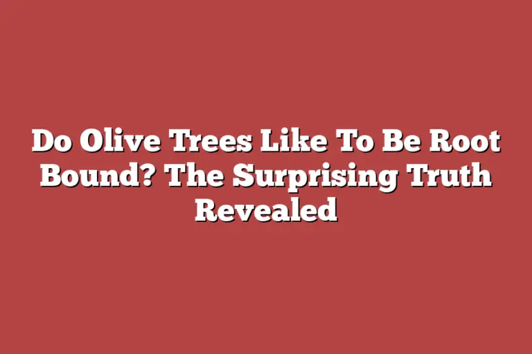 Do Olive Trees Like To Be Root Bound? The Surprising Truth Revealed