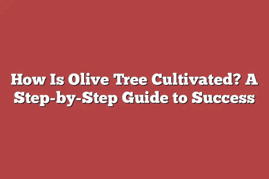 How Is Olive Tree Cultivated? A Step-by-Step Guide to Success