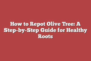 How To Repot Olive Tree: A Step-by-step Guide For Healthy Roots – Tree 