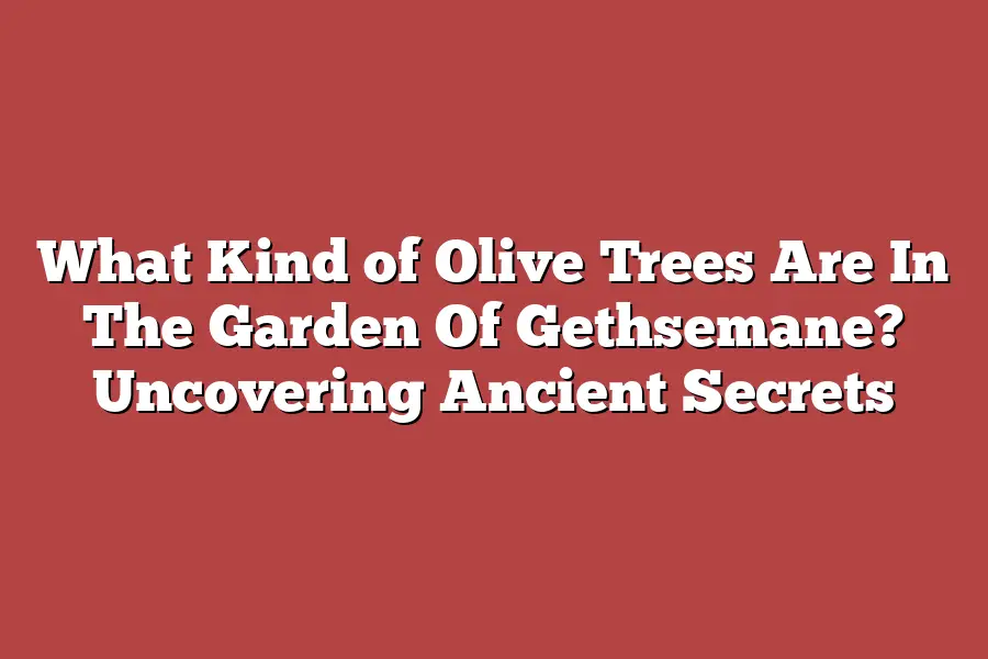 What Kind of Olive Trees Are In The Garden Of Gethsemane? Uncovering Ancient Secrets