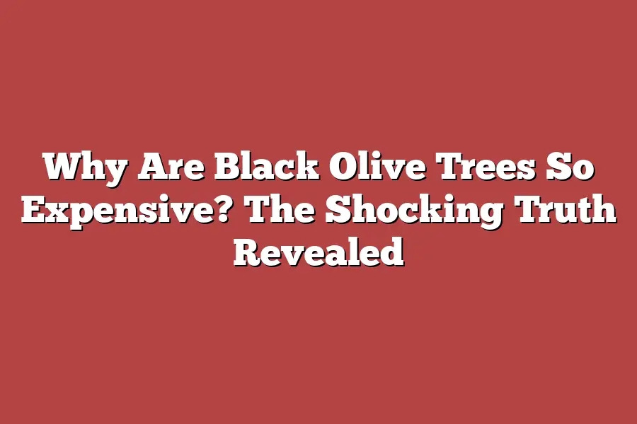 Why Are Black Olive Trees So Expensive? The Shocking Truth Revealed