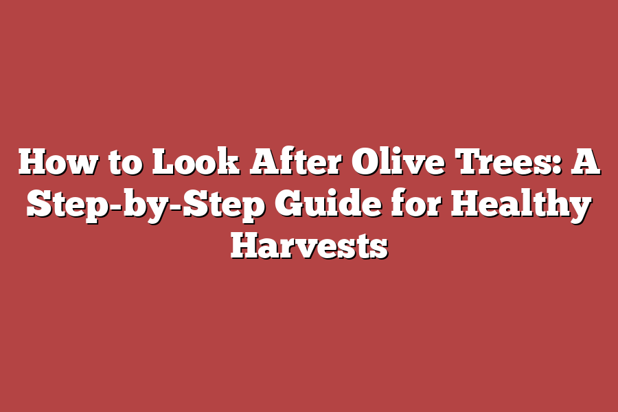 How to Look After Olive Trees: A Step-by-Step Guide for Healthy Harvests