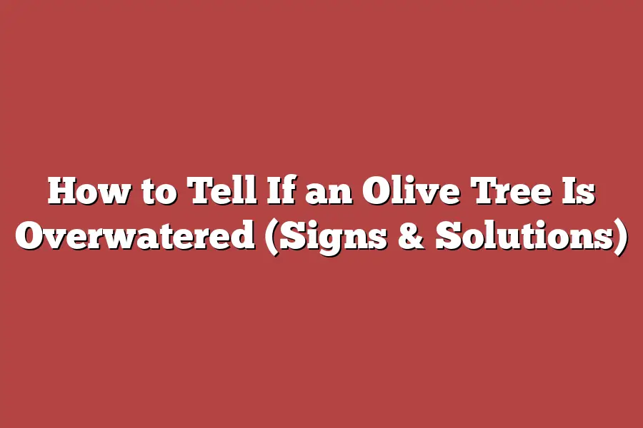 How to Tell If an Olive Tree Is Overwatered (Signs & Solutions)