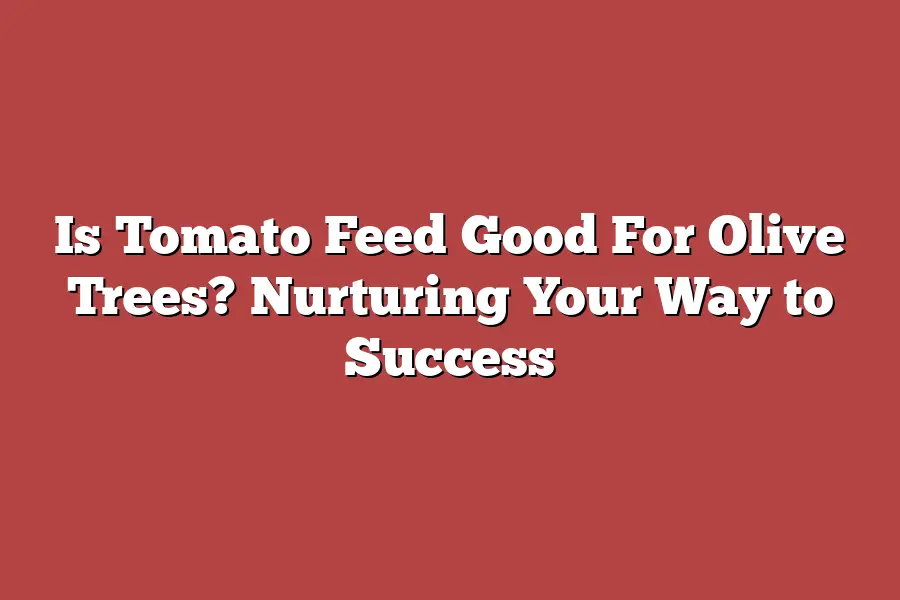 Is Tomato Feed Good For Olive Trees? Nurturing Your Way to Success