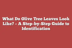 What Do Olive Tree Leaves Look Like? – A Step-by-step Guide To 