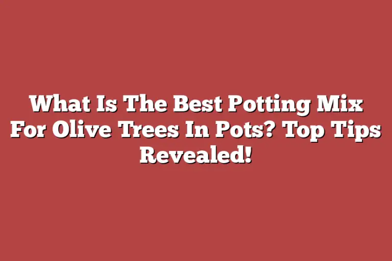 What Is The Best Potting Mix For Olive Trees In Pots? Top Tips Revealed