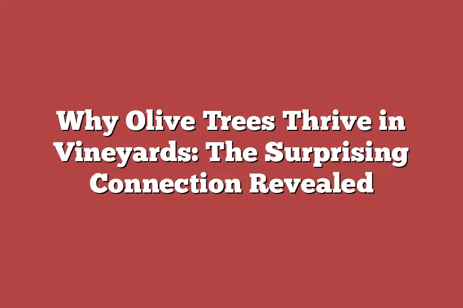 Why Olive Trees Thrive in Vineyards: The Surprising Connection Revealed