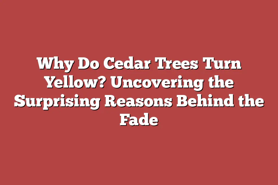 Why Do Cedar Trees Turn Yellow? Uncovering the Surprising Reasons Behind the Fade