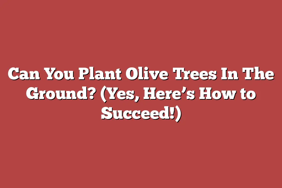 Can You Plant Olive Trees In The Ground? (Yes, Here’s How to Succeed!)