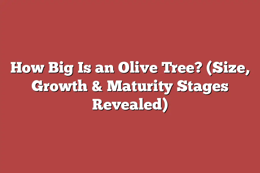 How Big Is an Olive Tree? (Size, Growth & Maturity Stages Revealed)