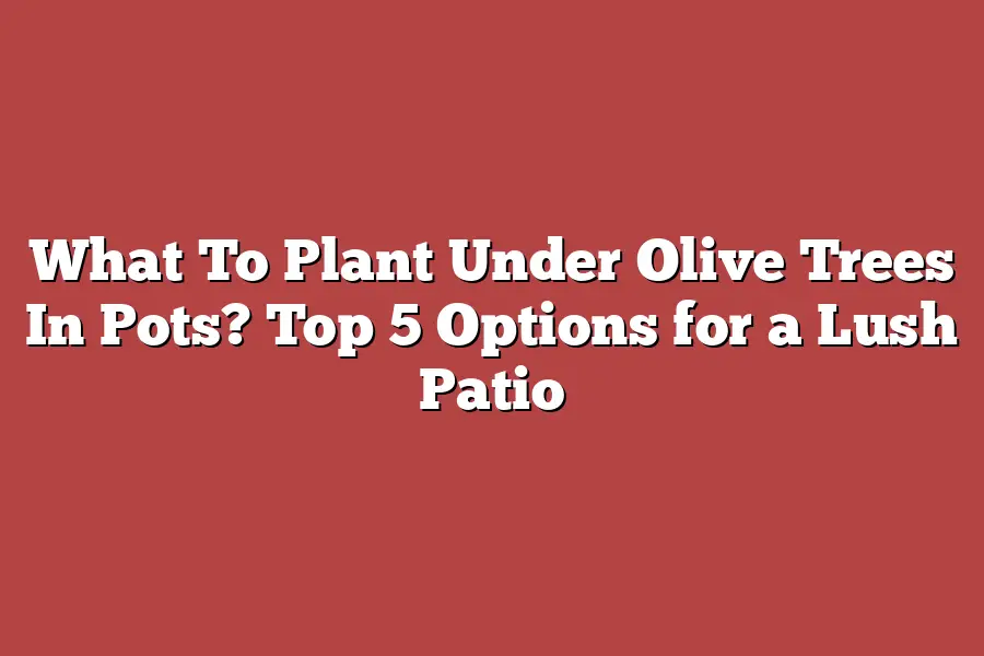 What To Plant Under Olive Trees In Pots? Top 5 Options for a Lush Patio